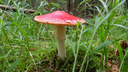 fly agaric mushroom