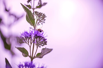 Honeybee on a Purple Flower in a Summer Garden