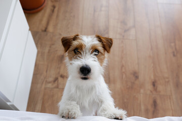 Cute wire haired Jack Russel terrier puppy with folded ears asking permission to jump on a bed....