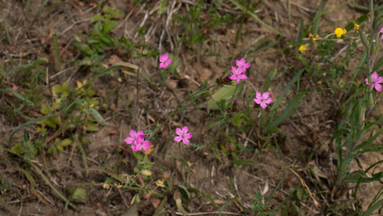 Fototapeta premium WILD FLOWERS