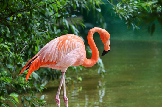 pink flamingo on the water