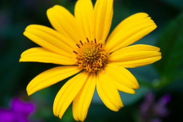 yellow daisy flower