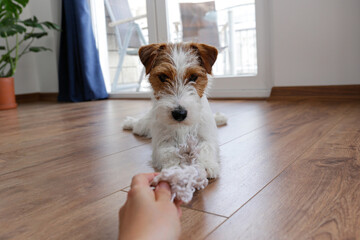 POV, young woman playing tug with wire haired Jack Russell Terrier puppy. Small broken coated dog...
