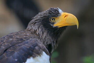 female Steller's sea eagle (Haliaeetus pelagicus) the young individual