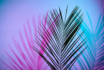 Tropical leaves in neon light with duotone shadows