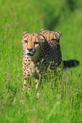 nice cheetah (Acinonyx jubatus) passes through the savannah