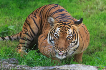 Fototapeta na wymiar male Malayan tiger (Panthera tigris jacksoni) pressed into the grass
