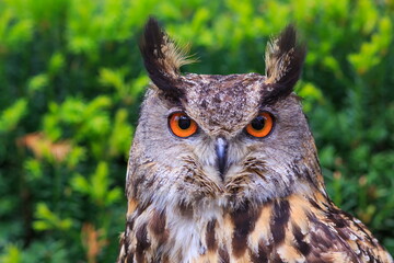 male Eurasian eagle-owl (Bubo bubo) portrait for the textbook