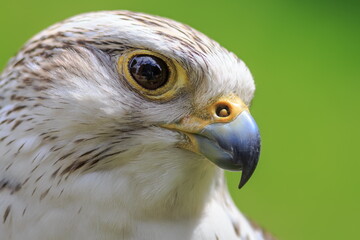 male hybrid peregrine and saker falcon portrait head close up