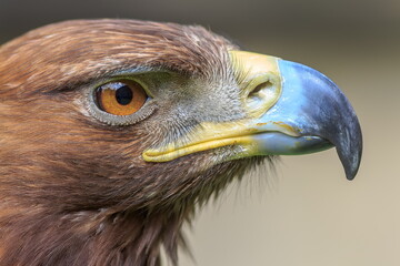 female golden eagle (Aquila chrysaetos) close up portrait of the head