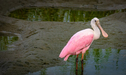 Roseate Spoonbill