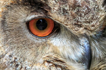 male Eurasian eagle-owl (Bubo bubo) detail with eye