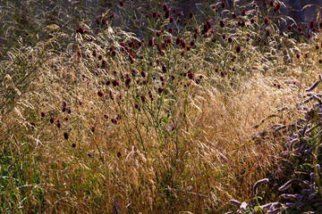  Sanguisorba officinalis in natural background. Flowers of burnet in garden. Herb Sanguisorba in a grass garden. Ornamental grasses and cereals in the herb garden.