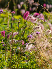 Sanquisorba obtusa in natural background. Flowers of burnet in garden. Herb Sanguisorba in a grass garden