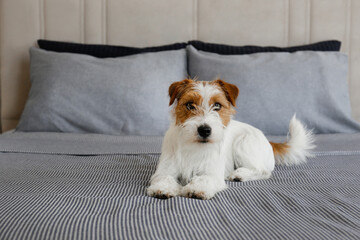 Super cute wire haired Jack Russel terrier puppy with folded ears on a bed with gray linens. Small...