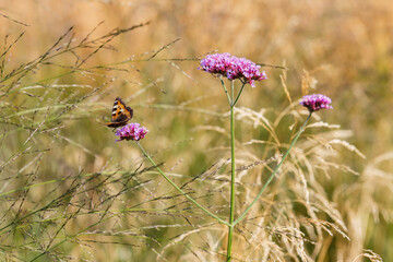 Verbena bonariensis flowers (Argentinian Vervain or Purpletop Vervain, Clustertop Vervain, Tall Verbena, Pretty Verbena) in herb garden