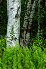 birch tree in woods with green ferns