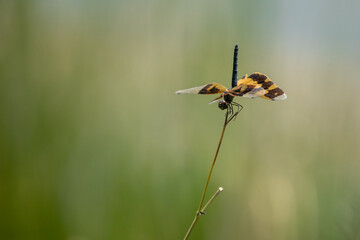 Halloween pennant Dragonfly with down head and up tail.