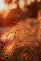 Spikelets on the background of the setting sun