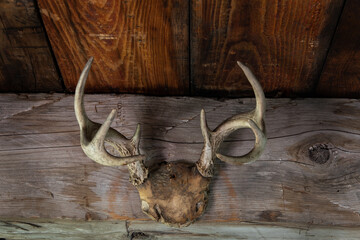 old deer antlers nailed to old wooden beam