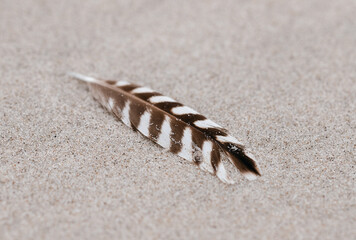 Close-up of birds feather lying on sand background