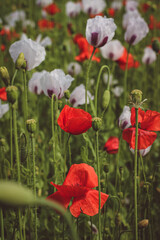 wild white and red poppies blooming in spring