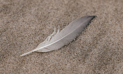 Close-up of birds feather lying on sand background