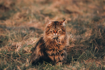 Naklejka na ściany i meble cat in the grass, maine coon, outdoors