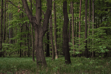 Czech nature trees in the forest in summer fresh and green