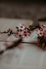 Books and spring, twig in bloom