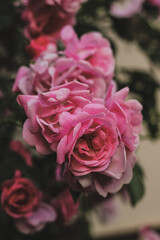 pink wild roses growing in a garden during summer