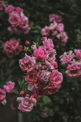 Fototapeta premium pink wild roses growing in a garden during summer