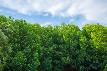 Fototapeta premium Mangrove forests and coastlines,Red mangrove forest and shallow waters in a Tropical island ,Mangrove Forest, Mangrove Tree, Root, Red, Tree