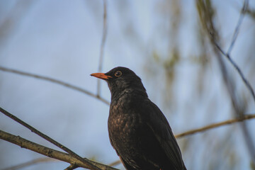 close up of a male blackbird on a branch
