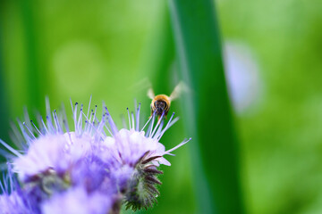 Bee and flower phacelia. Close up flying bee collecting pollen from phacelia on a sunny day on a green background. Phacelia tanacetifolia (lacy). Summer and spring backgrounds