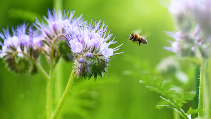 Bee and flower phacelia. Close up flying bee collecting pollen from phacelia on a sunny day on a green background. Phacelia tanacetifolia (lacy). Summer and spring backgrounds
