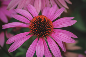 Close up of a pink coneflower - echinacea