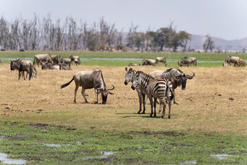 Naklejka na ściany i meble zebras and wildebeest in serengeti