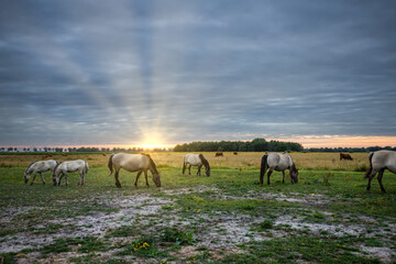 Landscape at sunset with herd of wild Konik horses in Eexterveld in the Dutch province of Drenthe with a background of warm colors of the setting sun and sky with veil clouds - obrazy, fototapety, plakaty