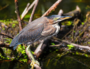 tri colored heron