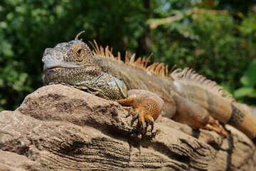 iguana on a tree