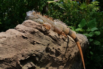 iguana on a tree