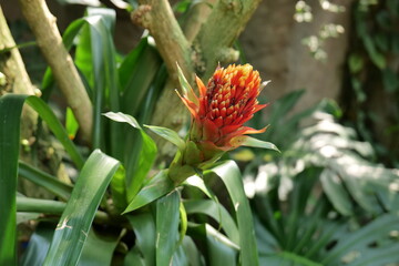 red and yellow flower