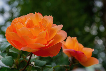A beautiful rose flower on a background of green leaves. Delicate petals. Pleasant aroma