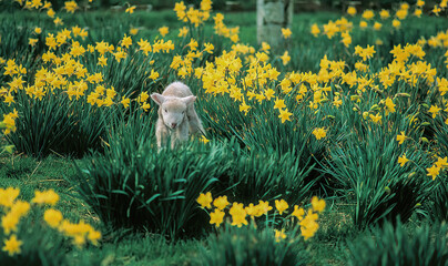 A young lamb walking through a daffodil field on a sheep ranch near Salem Oregon - obrazy, fototapety, plakaty