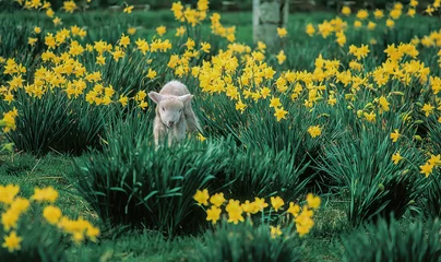 Poster A young lamb walking through a daffodil field on a sheep ranch near Salem Oregon © Bob