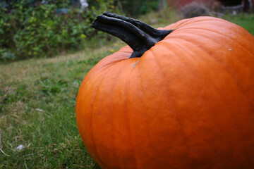 Orange pumpkin lying on the grass in a garden. Autumnal harvest