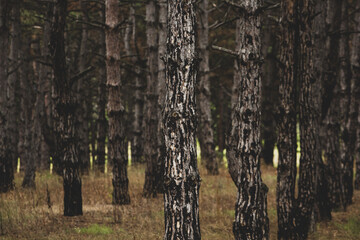The beautiful and mysterious pine forest. Wood background.