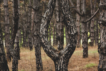 The beautiful and mysterious pine forest. Wood background.