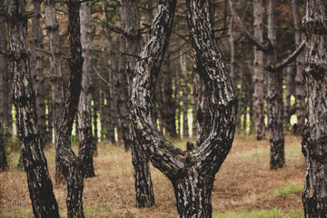 Fototapeta premium The beautiful and mysterious pine forest. Wood background.